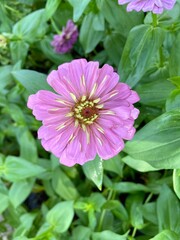 Obraz premium Pink zinnia flowers are blooming in the park.