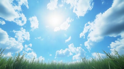 Expansive golden field under a bright blue sky with fluffy white clouds on a clear and sunny day in a serene natural landscape.
