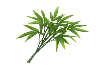 Fototapeta premium A lush green cluster of bamboo leaves arranged gracefully, showcasing their slender shape and vibrant color.