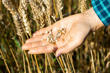 Hand holding wheat seeds amidst golden stalks in a sunny agricultural field during harvest season.