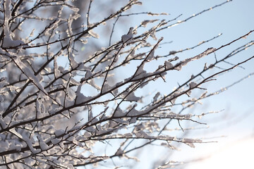 The snow is melting on the tree branches