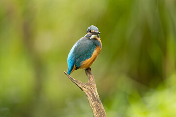 Eisvogel