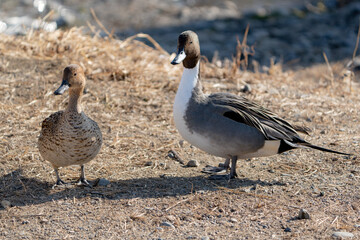 Northern Pintail