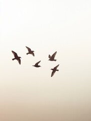 Fototapeta premium Korean winter migratory birds 