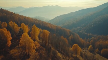 Obraz premium Stunning aerial landscape of golden autumn trees with rolling mountains under a bright sunny sky