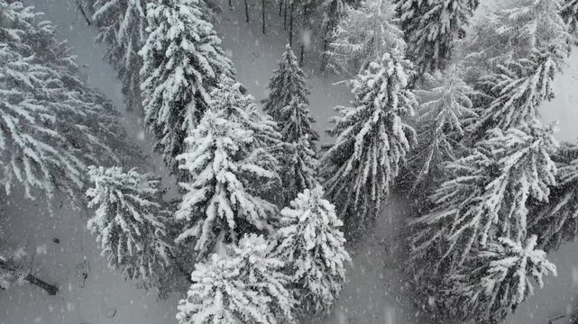 Neve sulla foresta