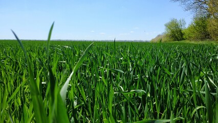 Obraz premium green grass and blue sky