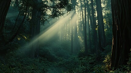 Naklejka premium Sunlight Beams Through Redwood Forest Canopy