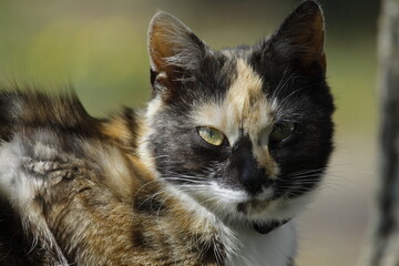 Katze Hauskatze aus der Nähe mit großen Augen