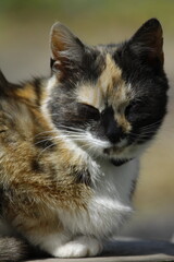 Katze Hauskatze aus der Nähe mit großen Augen