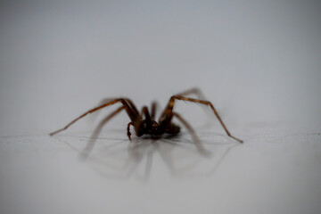 Macro photograph of a spider with outstretched legs casting a shadow on a white surface. Minimalistic style emphasizes intricate details and contrast.