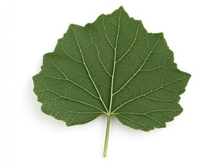 Fototapeta premium Green leaf, isolated, white background, plant detail, nature.