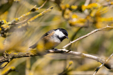 Coal Tit perced in a Lichen covered tree, County Durham, England, UK.