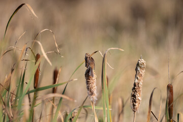 Reed Bunting feeding off a Bullrush, County Durham, England, UK.