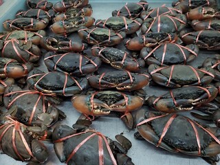Fresh Serrated mud crab at fish market