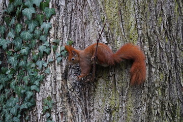 Eurasisches Eichhörnchen
