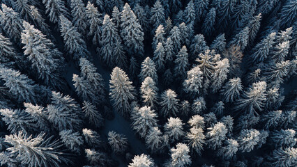 Pine forest trees covered with snow, aerial view