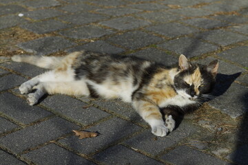 Katze Hauskatze aus der Nähe mit großen Augen