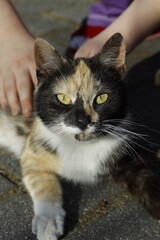 Katze Hauskatze aus der Nähe mit großen Augen