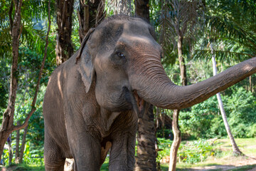 Majestic elephant in Thailand's lush jungle, adorned with vibrant colors, captured under golden sunlight. A perfect blend of nature, culture, and tranquility.