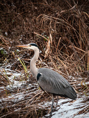 great blue heron