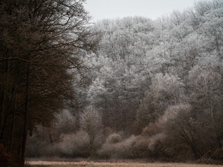 Obraz premium trees in the fog