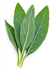 Fresh sage leaves on white background, cooking ingredient.
