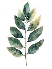 Naklejka premium Green leaf sprig, botanical illustration, white background, nature design, website decor.