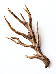Dried deer antlers on white background; nature decor.