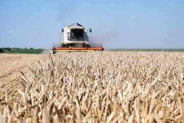 Harvesting wheat harvester on a sunny summer day