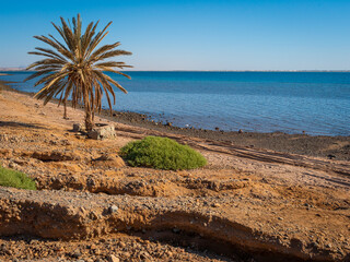A lone palm tree on the rocky shoreline at Khraibeh Beach on the Red Sea coast of Neom in Tabuk Province, Saudi Arabia. Multiple shades of blue sea tones.  Space for text.