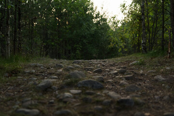 Path in a summer pine forest on a warm day with lots of greenery and bilberries