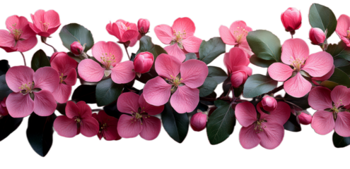 A branch of a flowering shrub with delicate pink flowers and dark green leaves on a transparent background.