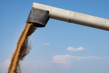 Fototapeta premium Pouring wheat grain into tractor trailer after harvest