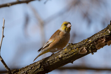Oriental Greenfinch