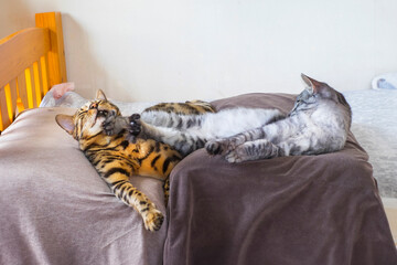 子猫に蹴られるベンガル猫_痛い顔