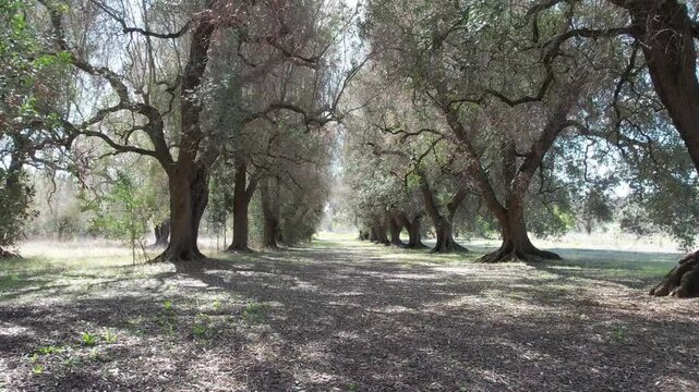 Piante di ulivo