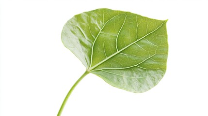Obraz premium Single green leaf, studio shot, white background, botanical illustration, nature design.