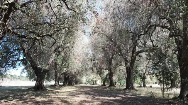 Piante di ulivo