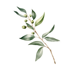 Naklejka premium Minimalist Watercolor Mistletoe Sprig on White Background