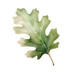 Fototapeta premium Minimalist Watercolor Oak Leaf on Isolated White Background