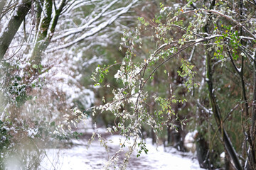 snow in the forest