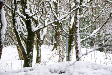 Naklejka premium snow covered trees in winter