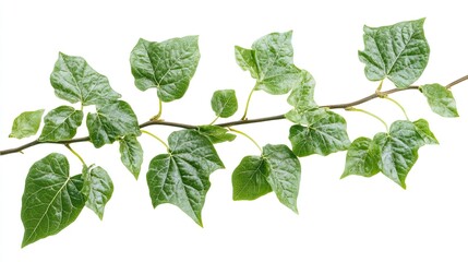 Green ivy branch, leaves, isolated, white background, nature design.