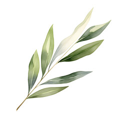 Obraz premium Minimalist Watercolor Olive Tree Leaf on White Background