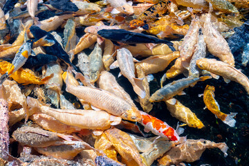 Bali, Indonesia - October 22, 2024: Tirta Gangga Water Palace in Bali, Indonesia.koi fish landscape