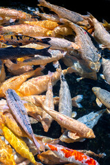 Bali, Indonesia - October 22, 2024: Tirta Gangga Water Palace in Bali, Indonesia.koi fish landscape