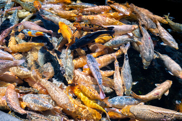 Bali, Indonesia - October 22, 2024: Tirta Gangga Water Palace in Bali, Indonesia.koi fish landscape