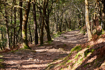 Forest. Autumn image of a forest in the Ribeira Sacra, in the south of the province of Lugo (Galicia, Spain)
