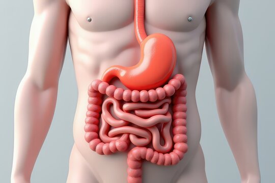 Anatomy of the Stomach and Intestines